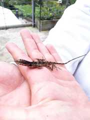 Anolis mariarum