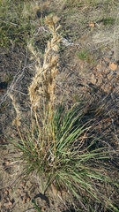 Cymbopogon marginatus