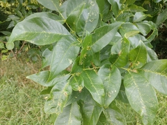 Fraxinus pennsylvanica subintegerrima
