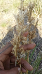 Cymbopogon marginatus