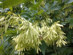 Fraxinus pennsylvanica subintegerrima