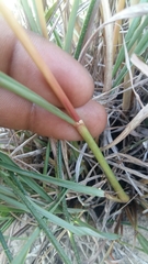 Cymbopogon marginatus