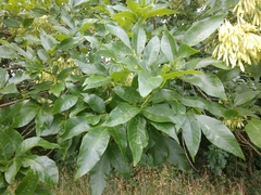 Fraxinus pennsylvanica subintegerrima