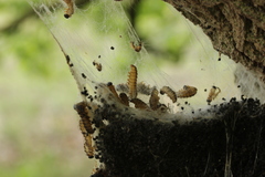 Thaumetopoea processionea