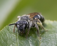 Andrena nasonii
