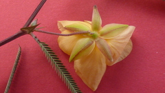 Chamaecrista flexuosa