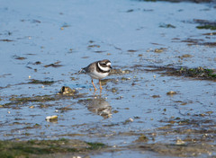Charadrius hiaticula