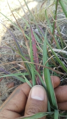 Cymbopogon marginatus