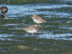 Charadrius hiaticula
