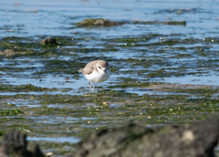 Charadrius alexandrinus