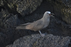 Anous stolidus galapagensis