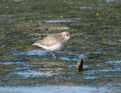 Pluvialis squatarola