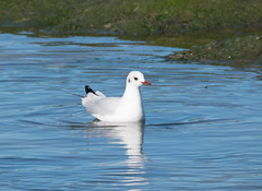 Chroicocephalus ridibundus