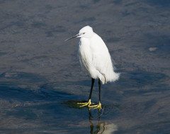 Egretta garzetta