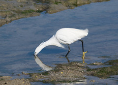 Egretta garzetta
