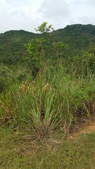 Cymbopogon nardus