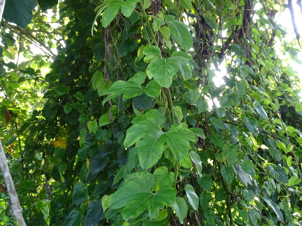 Cayaponia longiloba