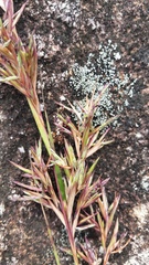 Cymbopogon nardus