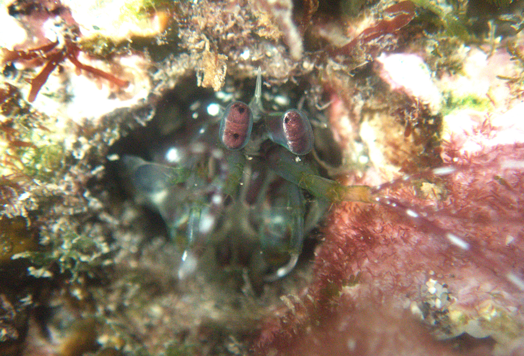 Chorisquilla
