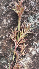 Cymbopogon nardus