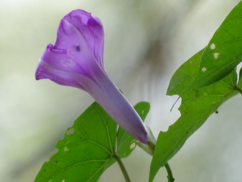 Image of Ipomoea tiliacea by (c) Alexis López Hernández, some rights reserved (CC BY)