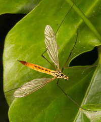 Nephrotoma flavescens