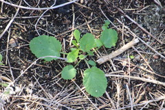 Pelargonium althaeoides