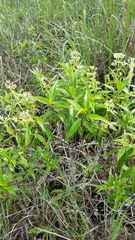 Hedyotis
