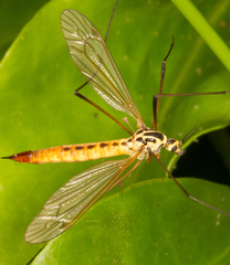 Nephrotoma flavescens