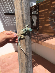 Petrosaurus thalassinus