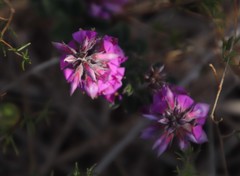 Indigofera mauritanica