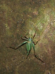 Barbitistes constrictus