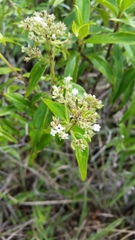 Hedyotis