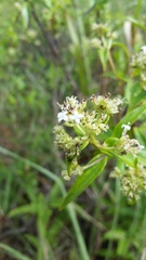 Hedyotis