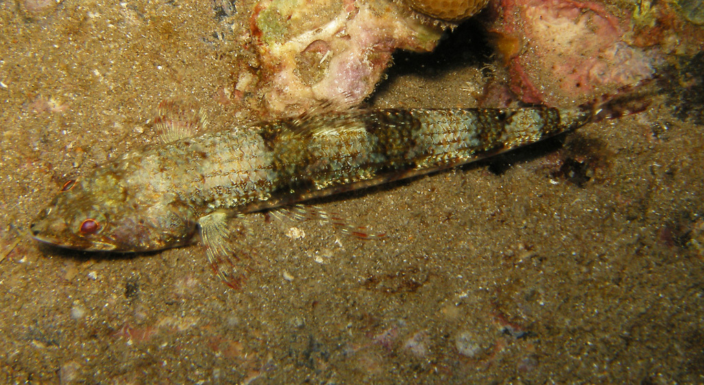 Twospot lizardfish (Synodus binotatus) — Synodontidae