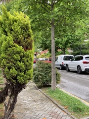 Platycladus orientalis