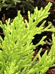 Platycladus orientalis