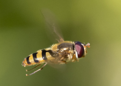 Epistrophe xanthostoma