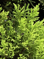 Platycladus orientalis