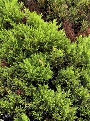 Platycladus orientalis