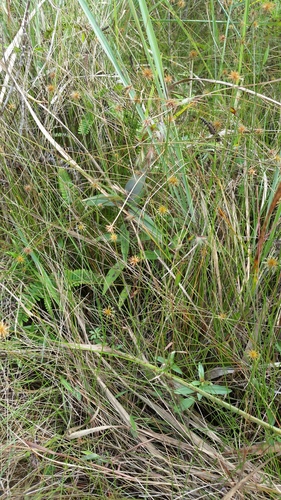Actinoschoenus aphyllus observed 2018-11-27
