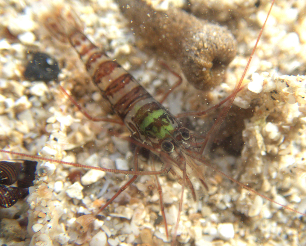Lysmata kuekenthali