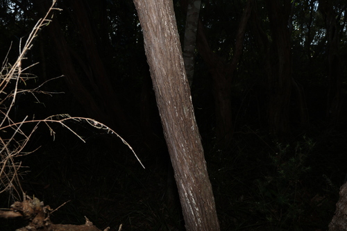 Image of Baeckea frutescens by (c) Greg Tasney, some rights reserved (CC BY-SA)