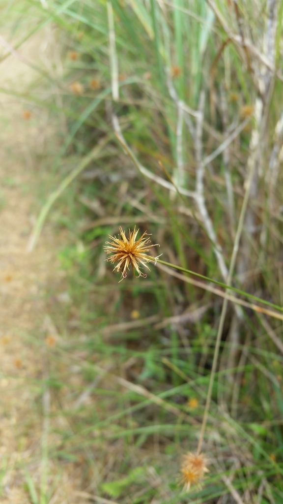 Actinoschoenus