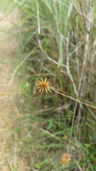 Actinoschoenus aphyllus