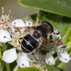 Eristalis obscura