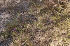 Indigofera mauritanica