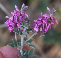 Indigofera mauritanica