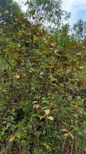 Elaeagnus latifolia observed 2018-11-27