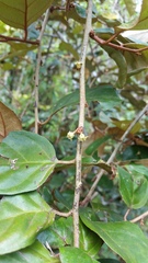 Elaeagnus latifolia